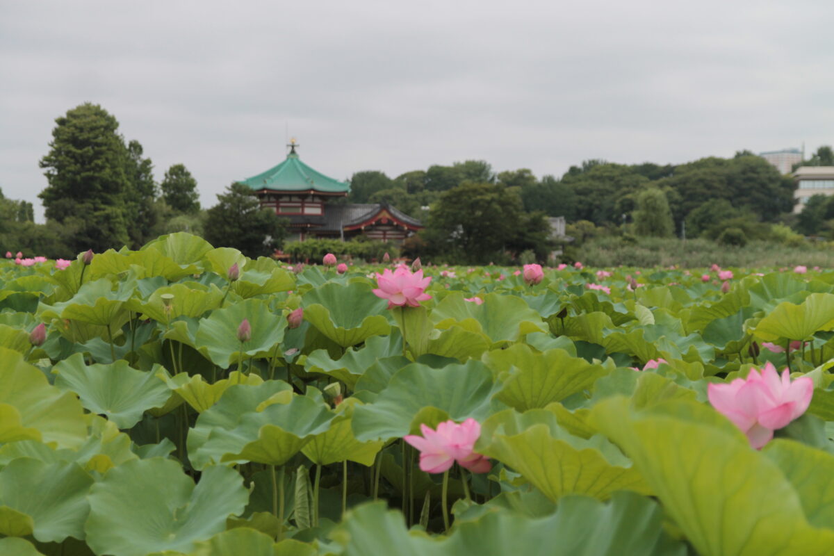 上野公園 蓮の花