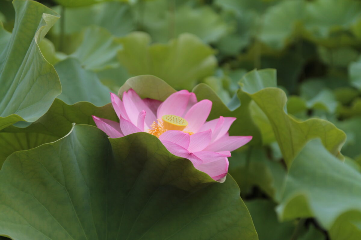 上野公園 蓮の花