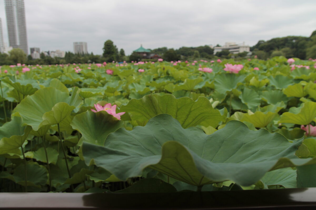 上野公園 蓮の花