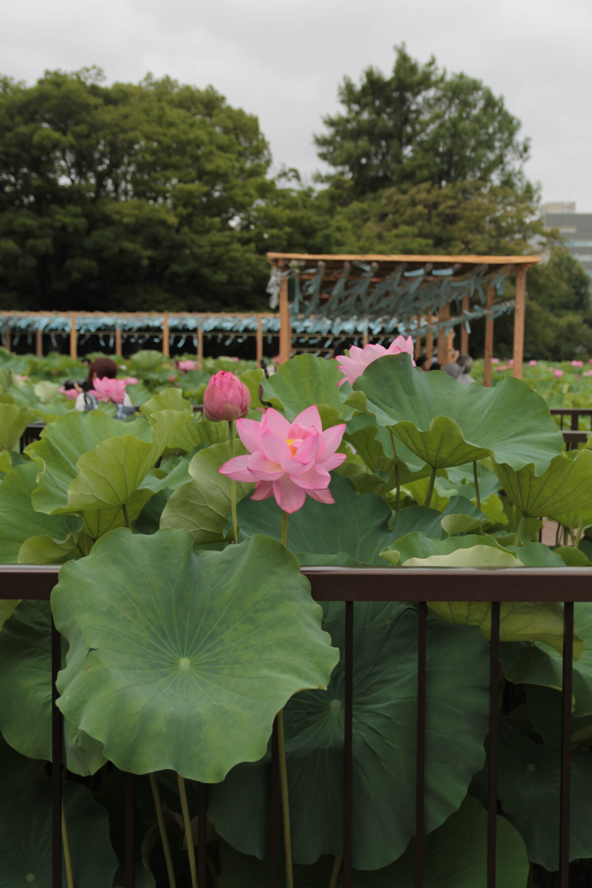 上野公園 蓮の花