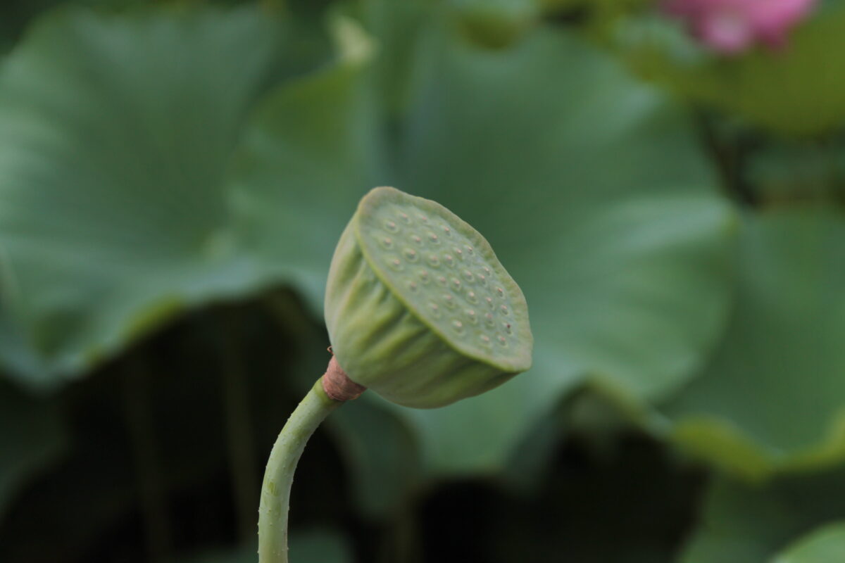 上野公園 蓮の花