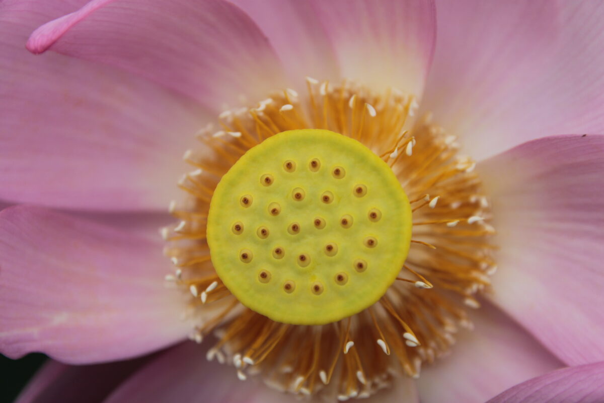 上野公園 蓮の花
