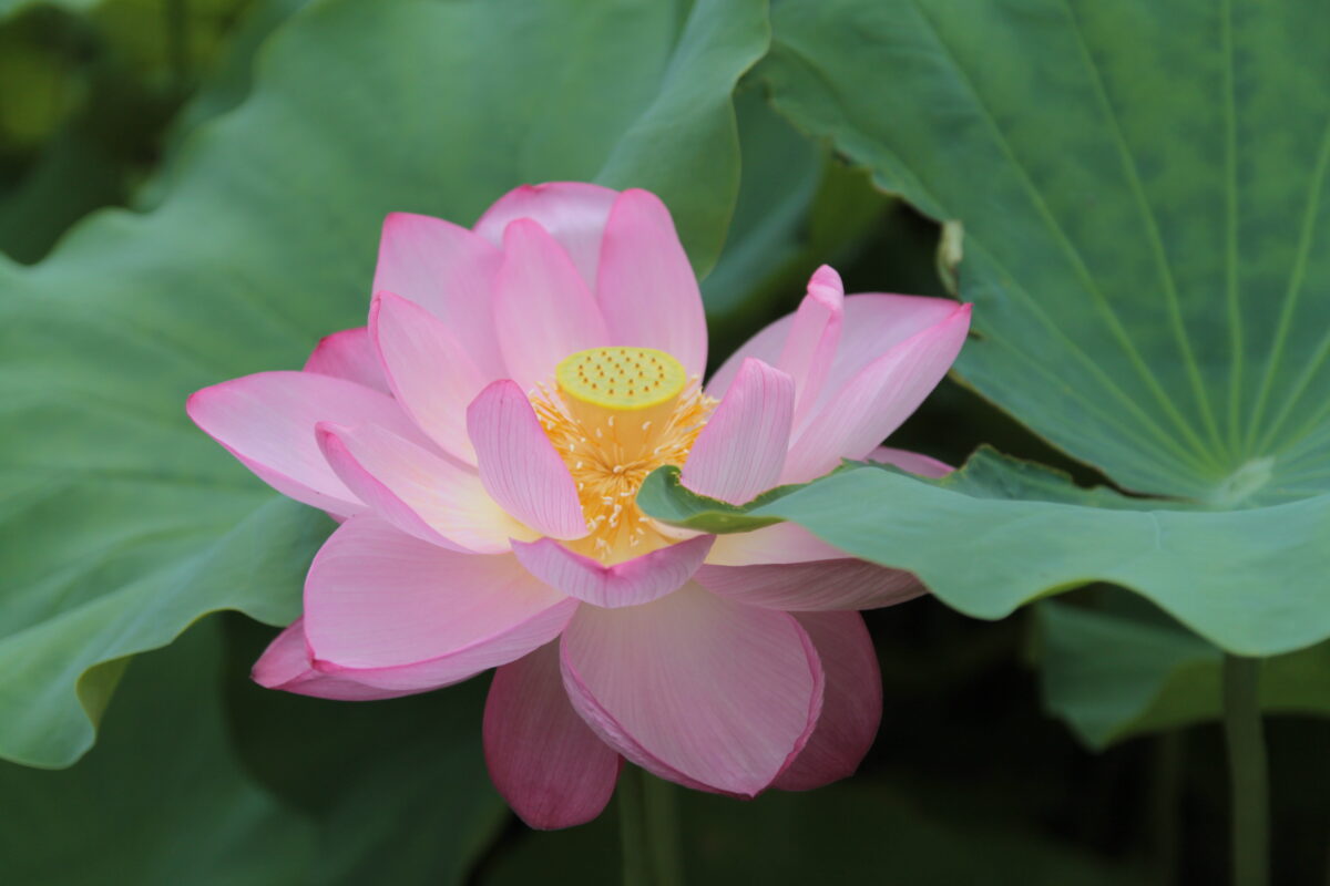 上野公園 蓮の花