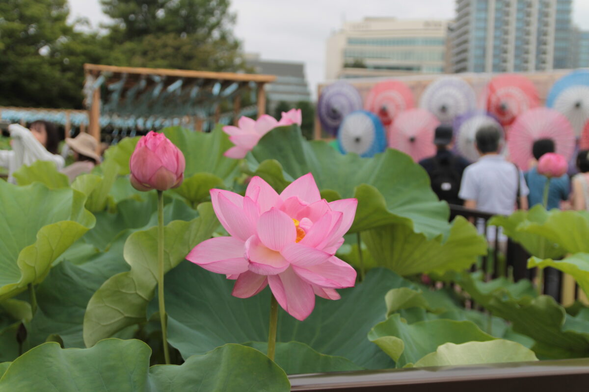 上野公園 蓮の花