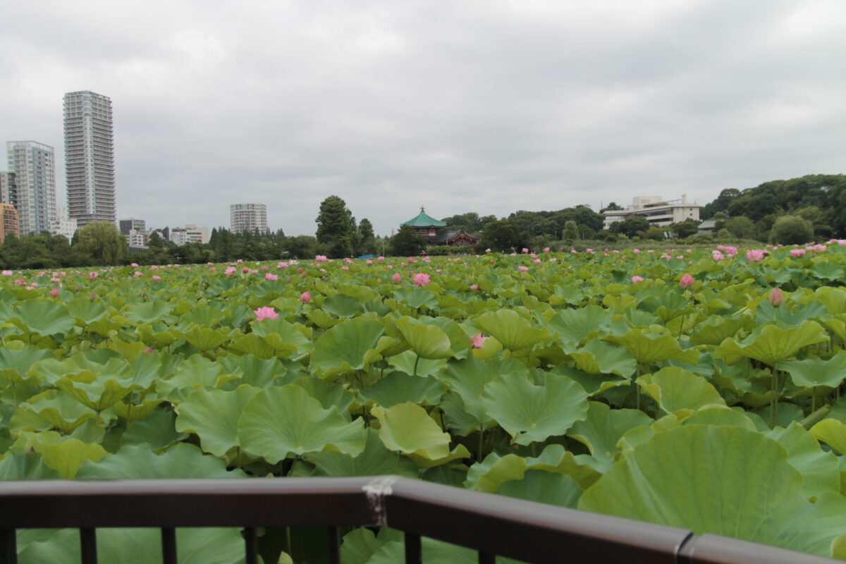 上野公園 蓮の花