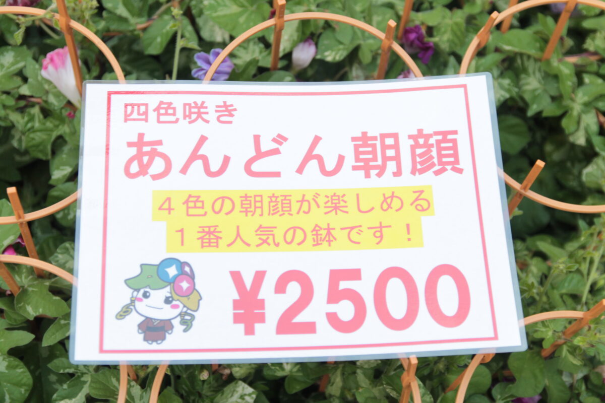 入谷朝顔まつり
