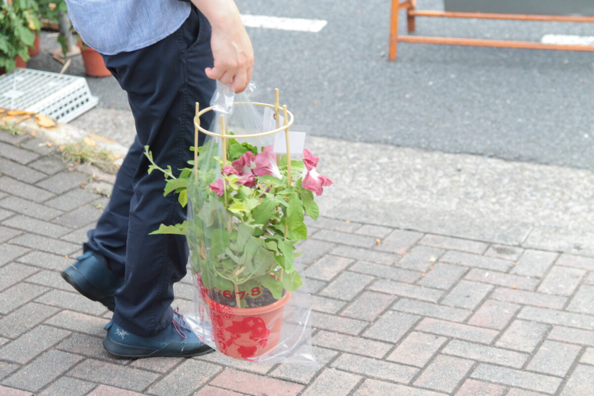 入谷朝顔まつり