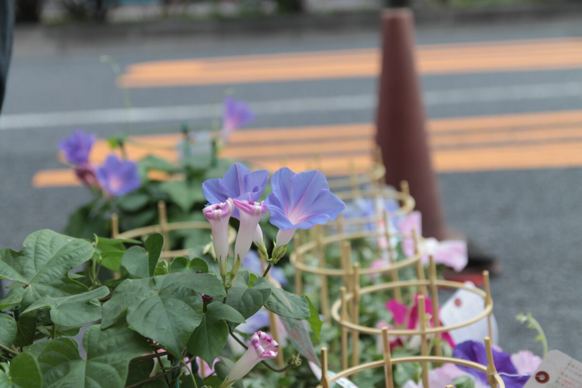 入谷朝顔まつり