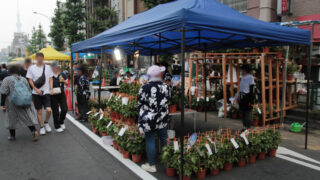 入谷朝顔まつり