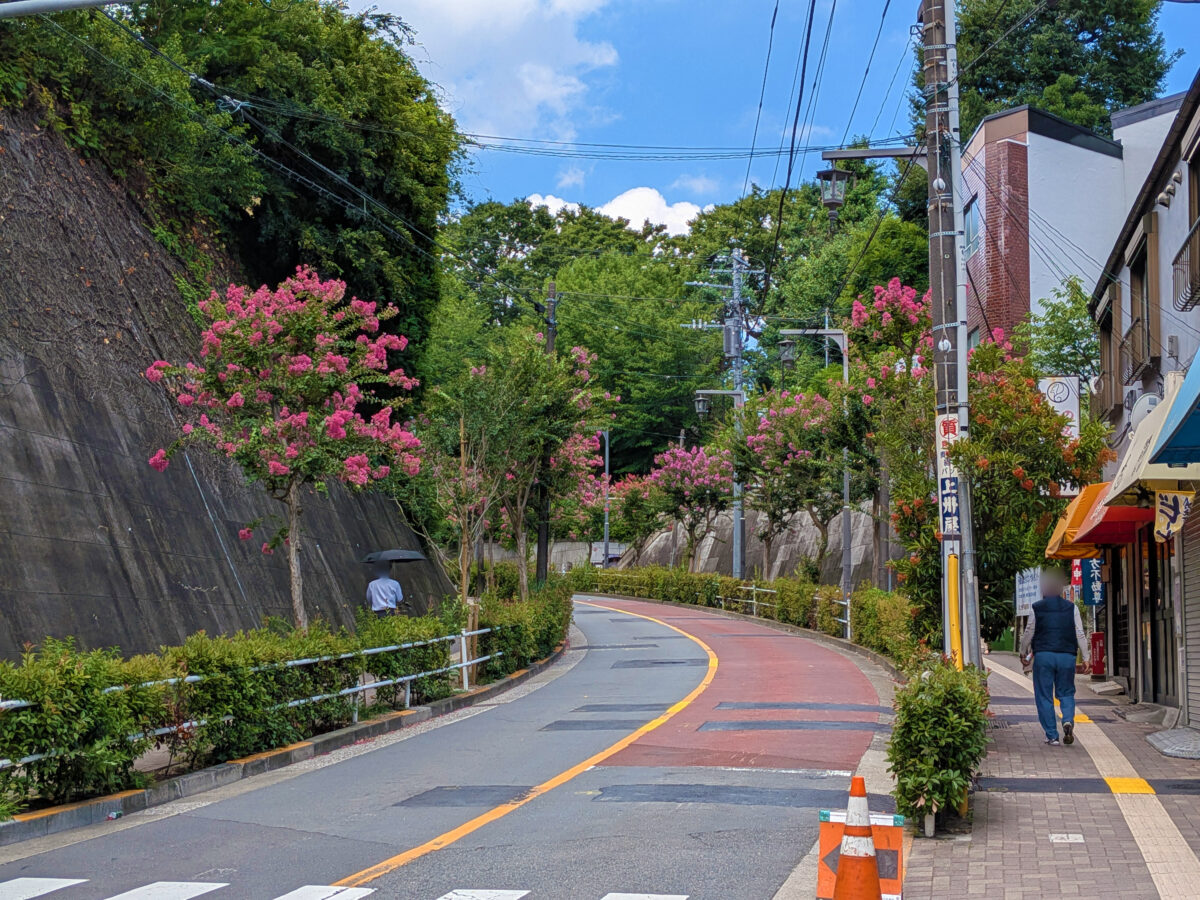 蝉坂 百日紅