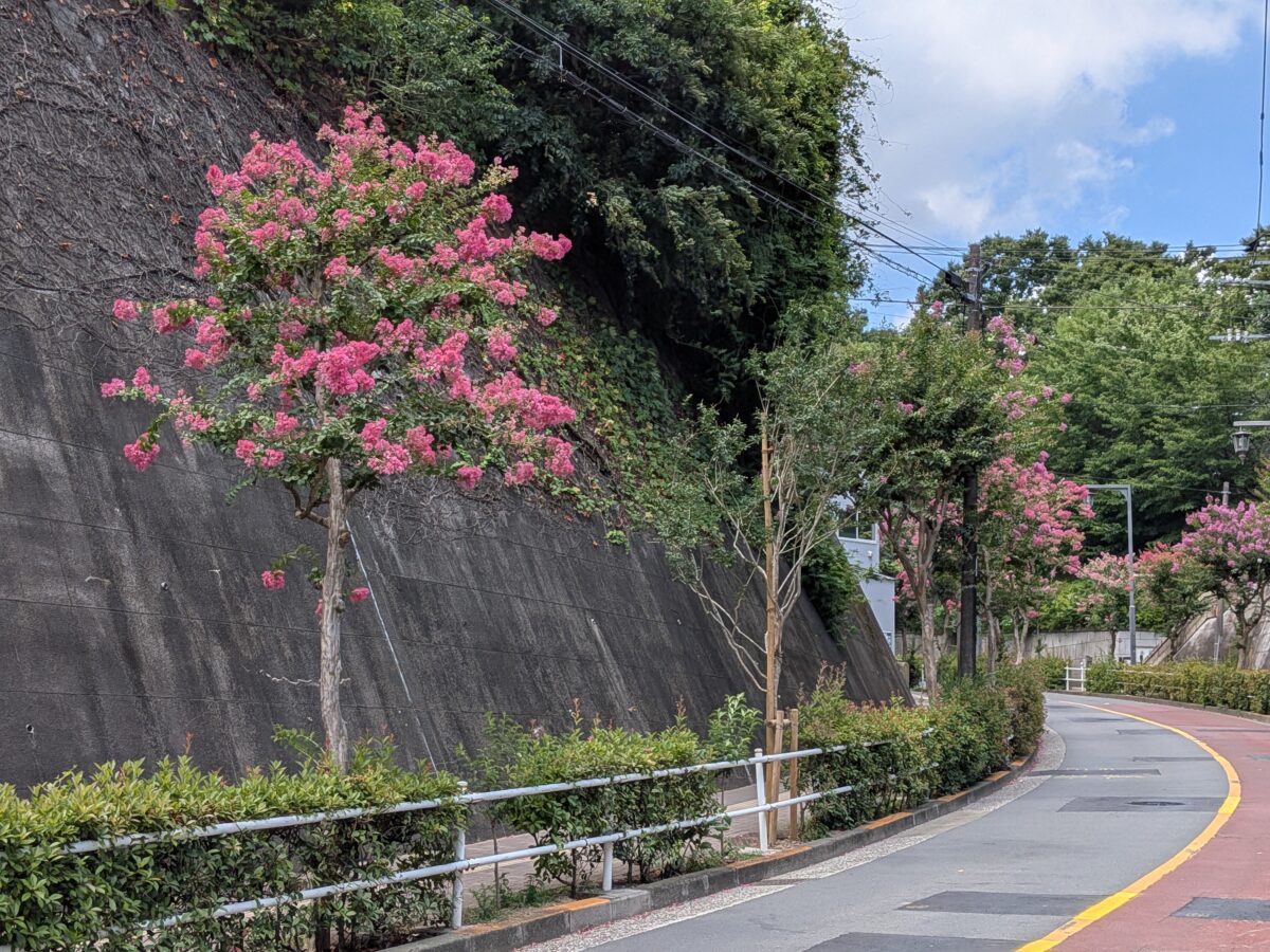 蝉坂 百日紅