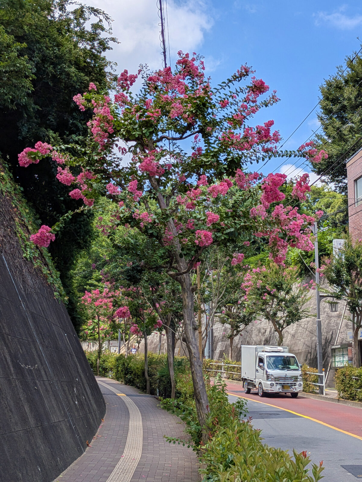 蝉坂 百日紅
