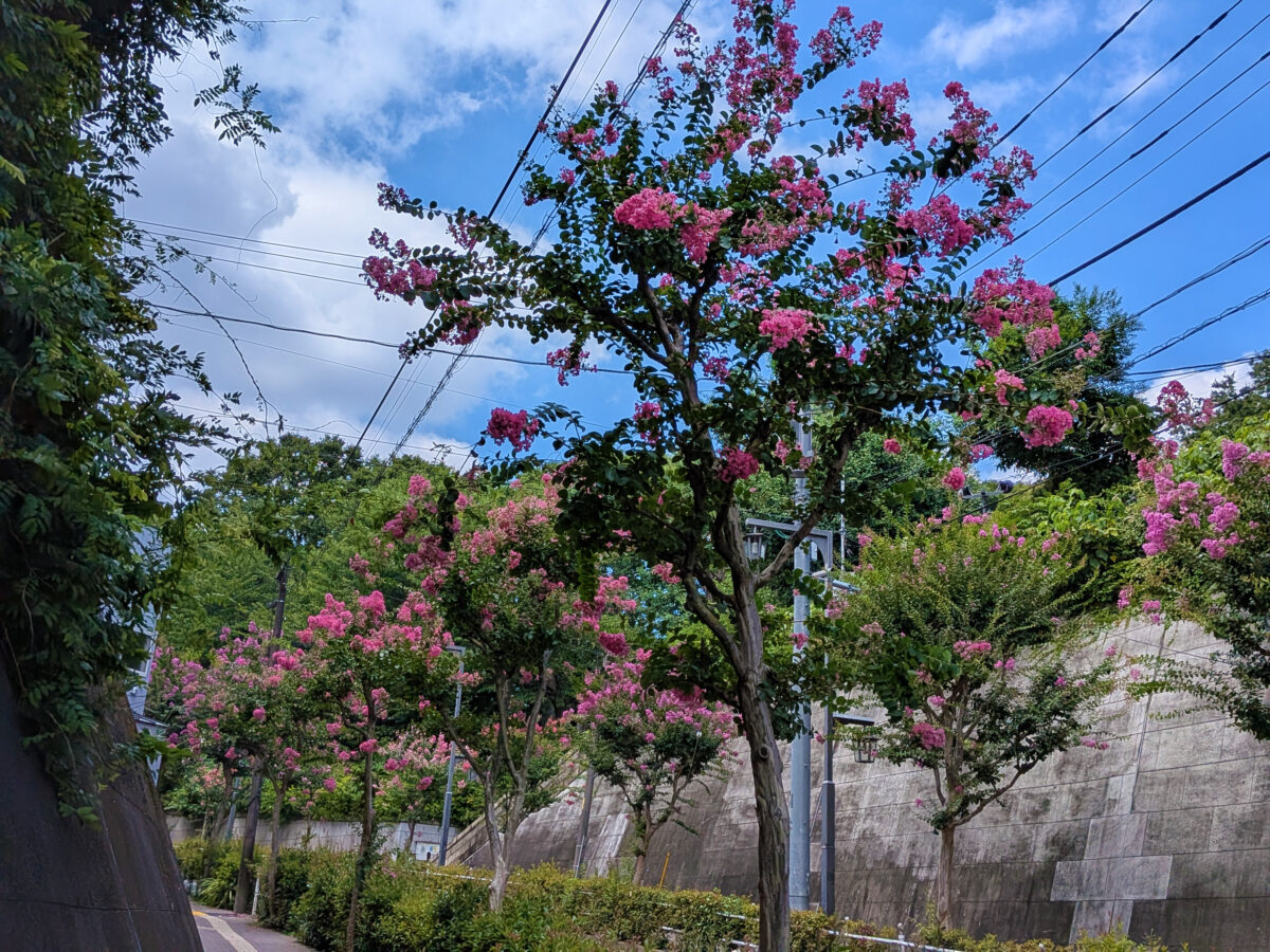蝉坂 百日紅