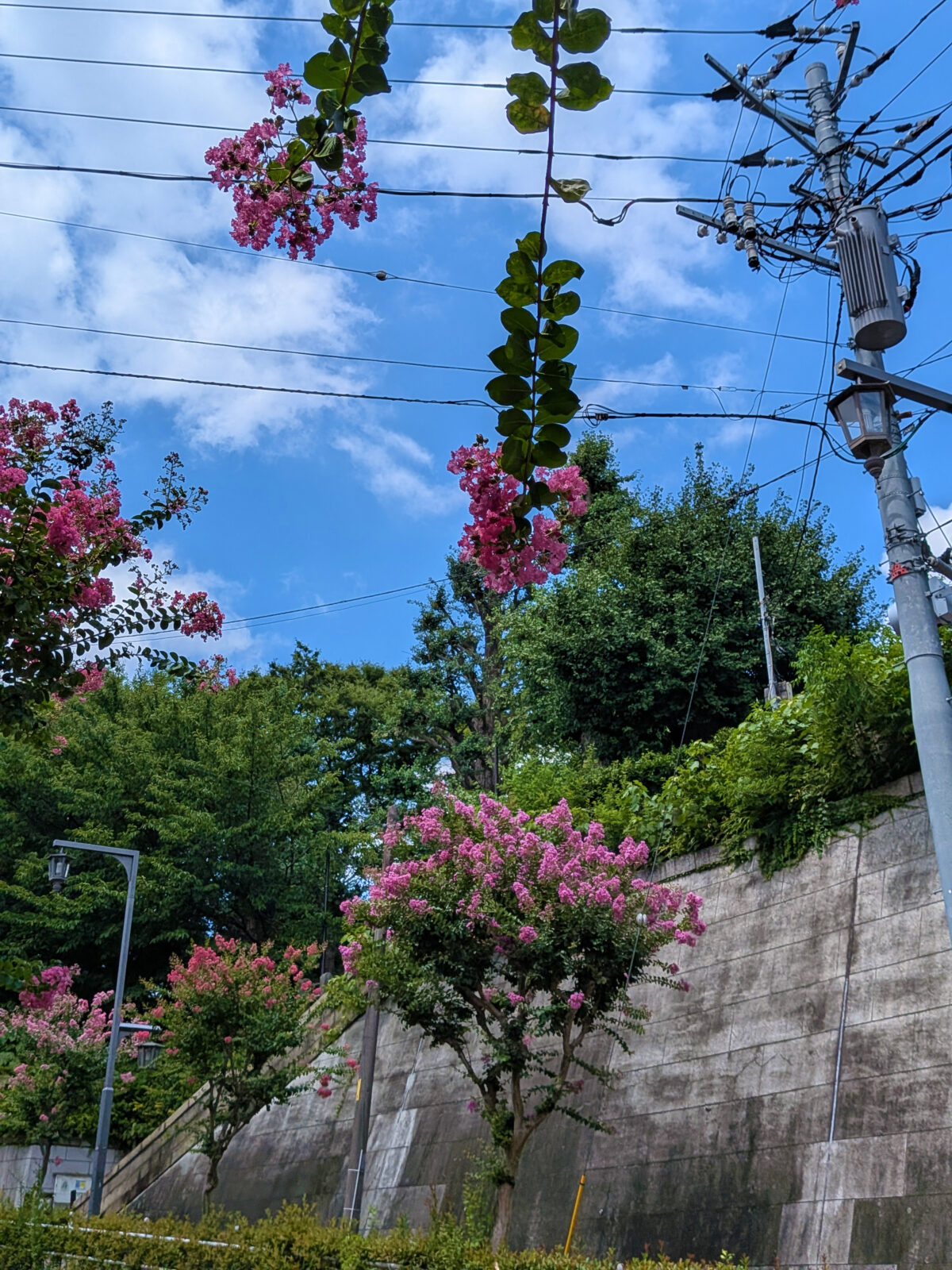 蝉坂 百日紅