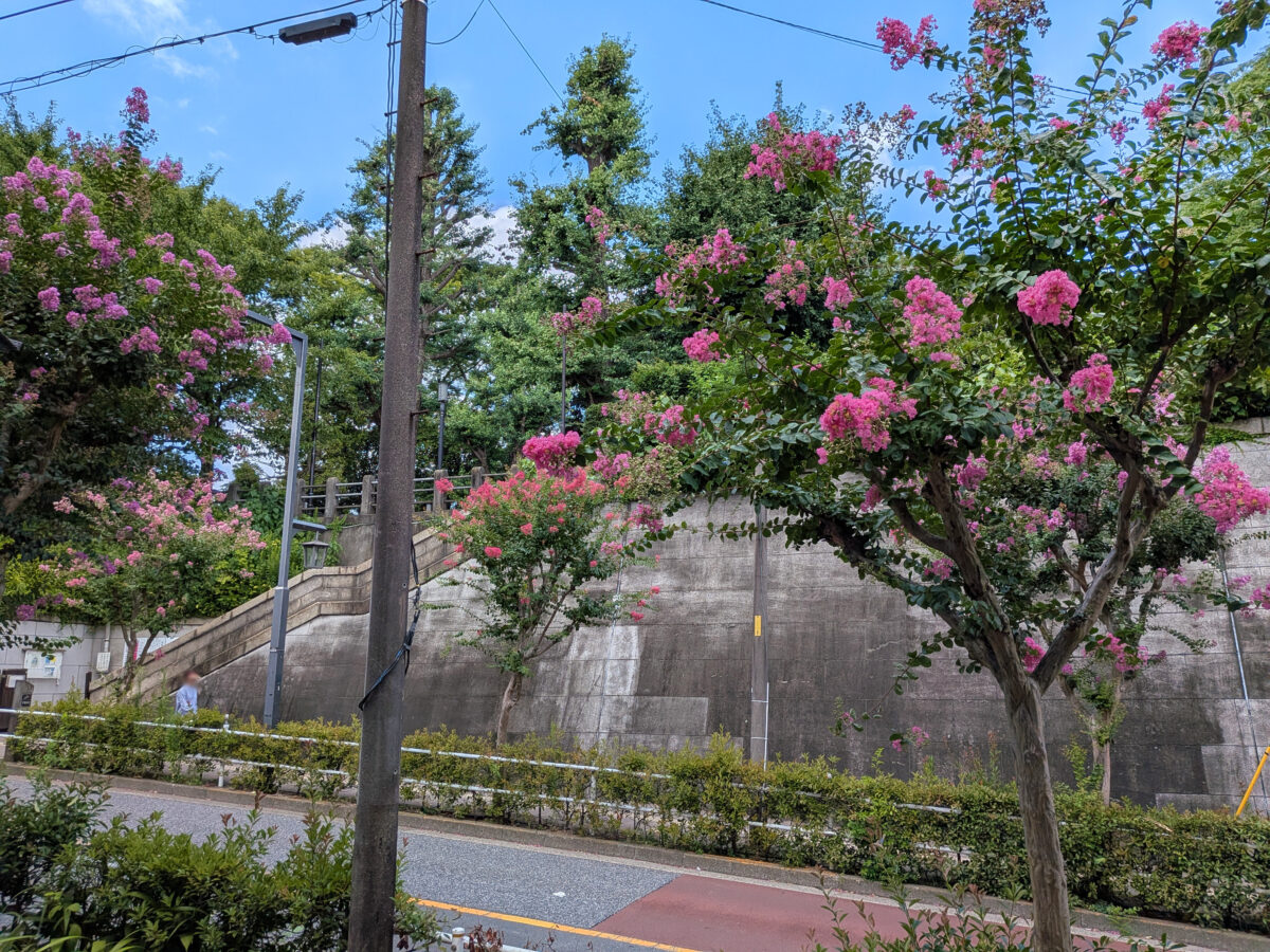 蝉坂 百日紅