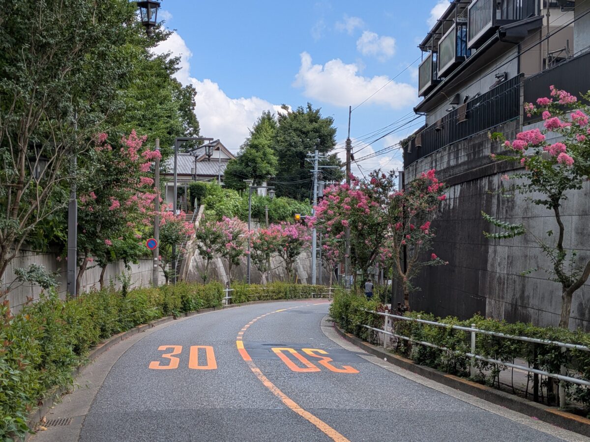 蝉坂 百日紅