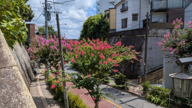 蝉坂 百日紅