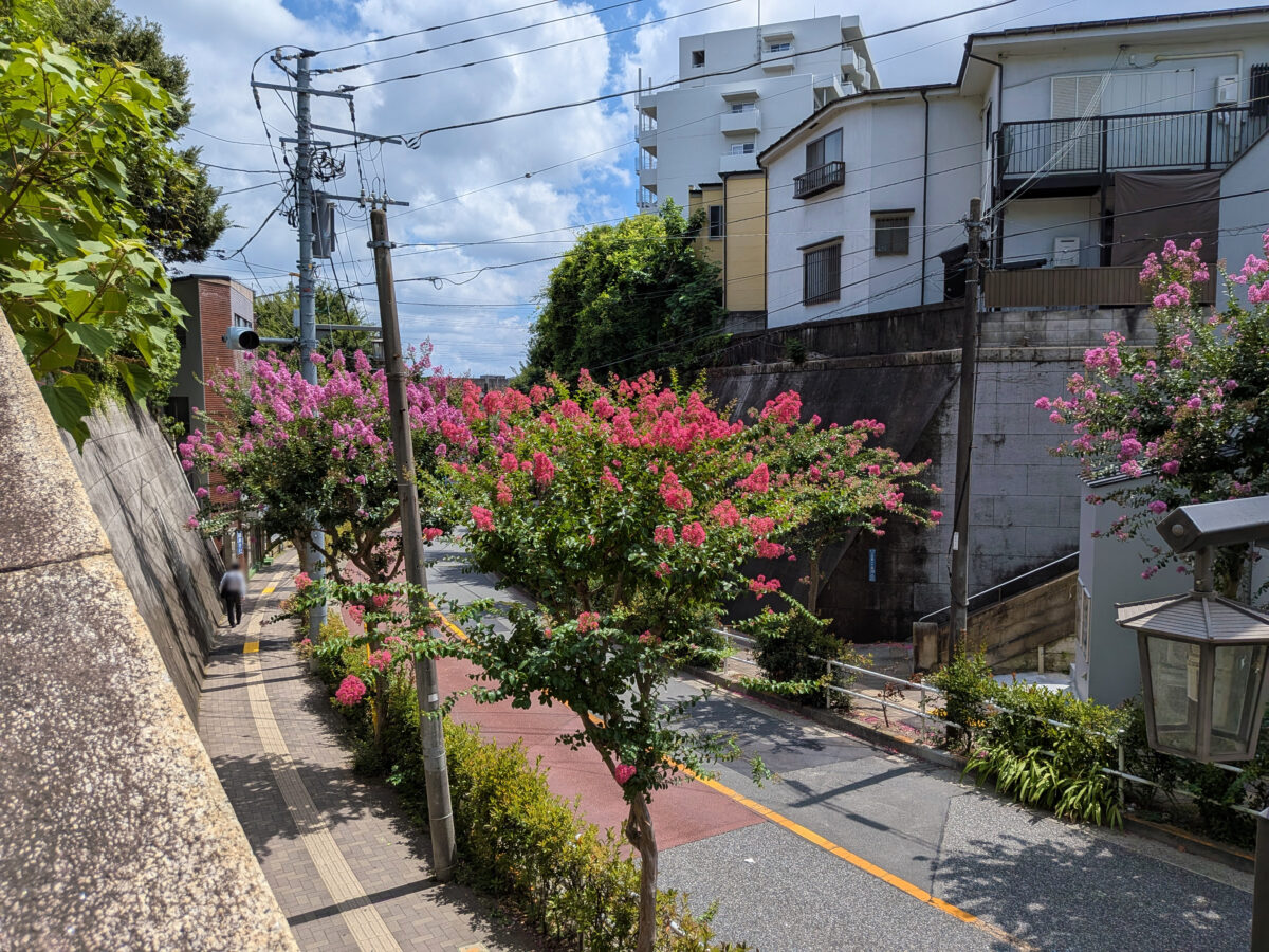 蝉坂 百日紅