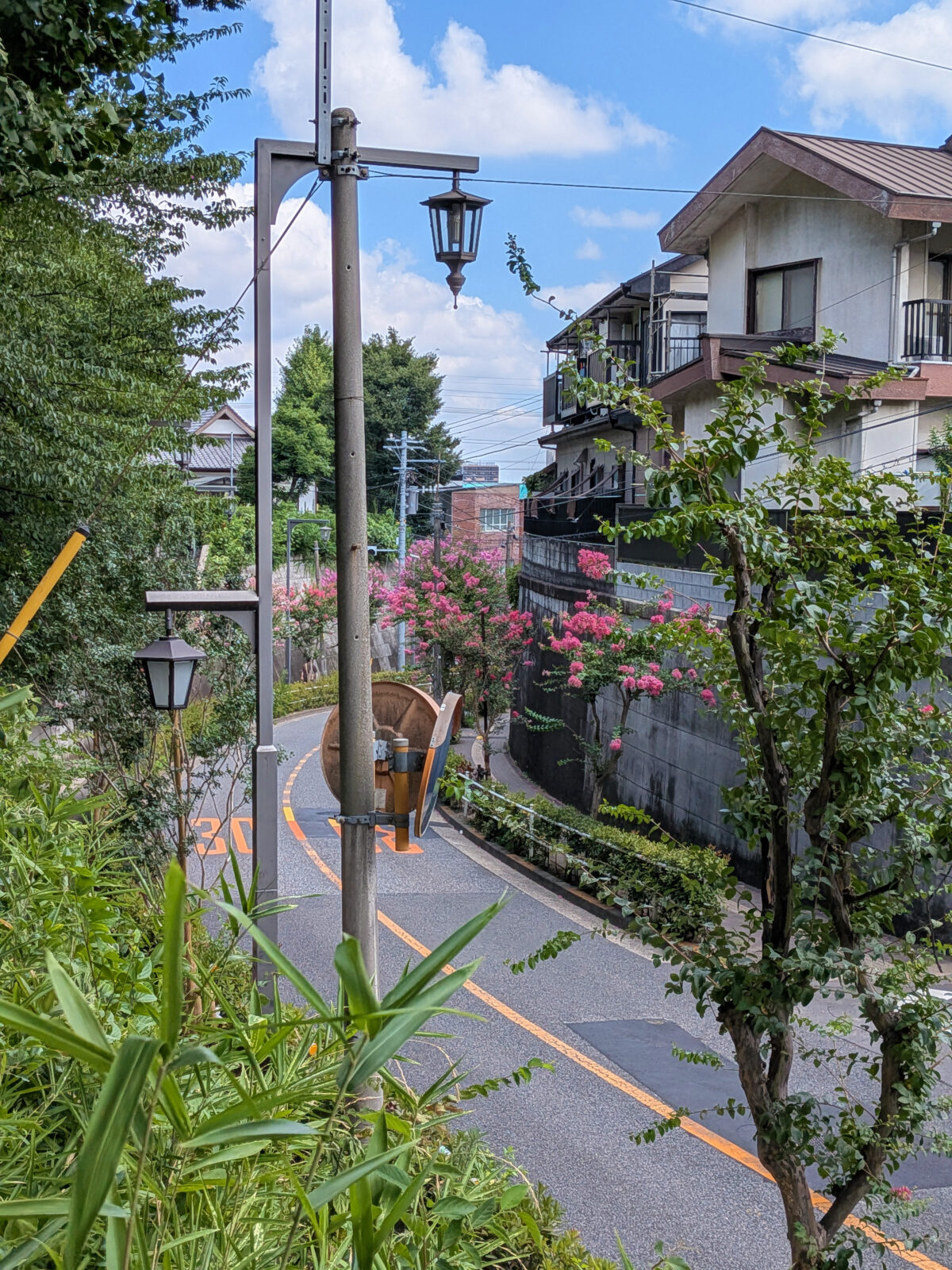 蝉坂 百日紅