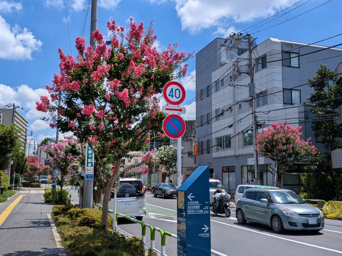 諏訪神社付近の赤羽並木通りの百日紅