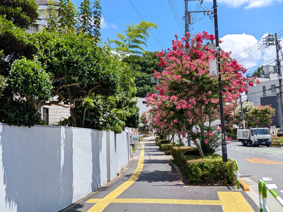 諏訪神社付近の赤羽並木通りの百日紅