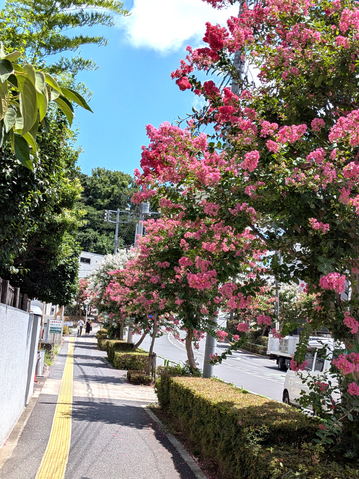 諏訪神社付近の赤羽並木通りの百日紅