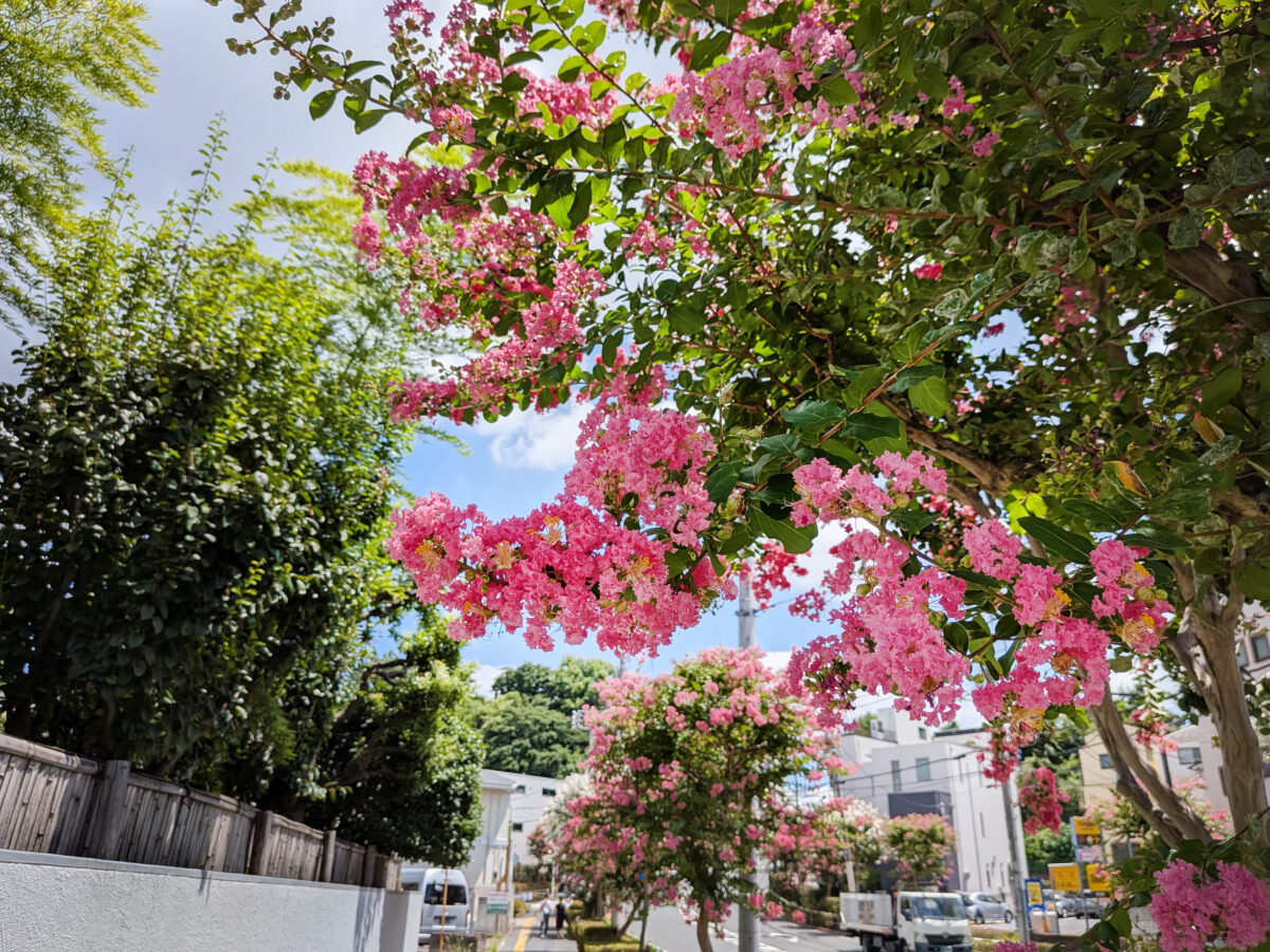 諏訪神社付近の赤羽並木通りの百日紅