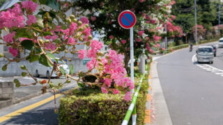諏訪神社付近の赤羽並木通りの百日紅