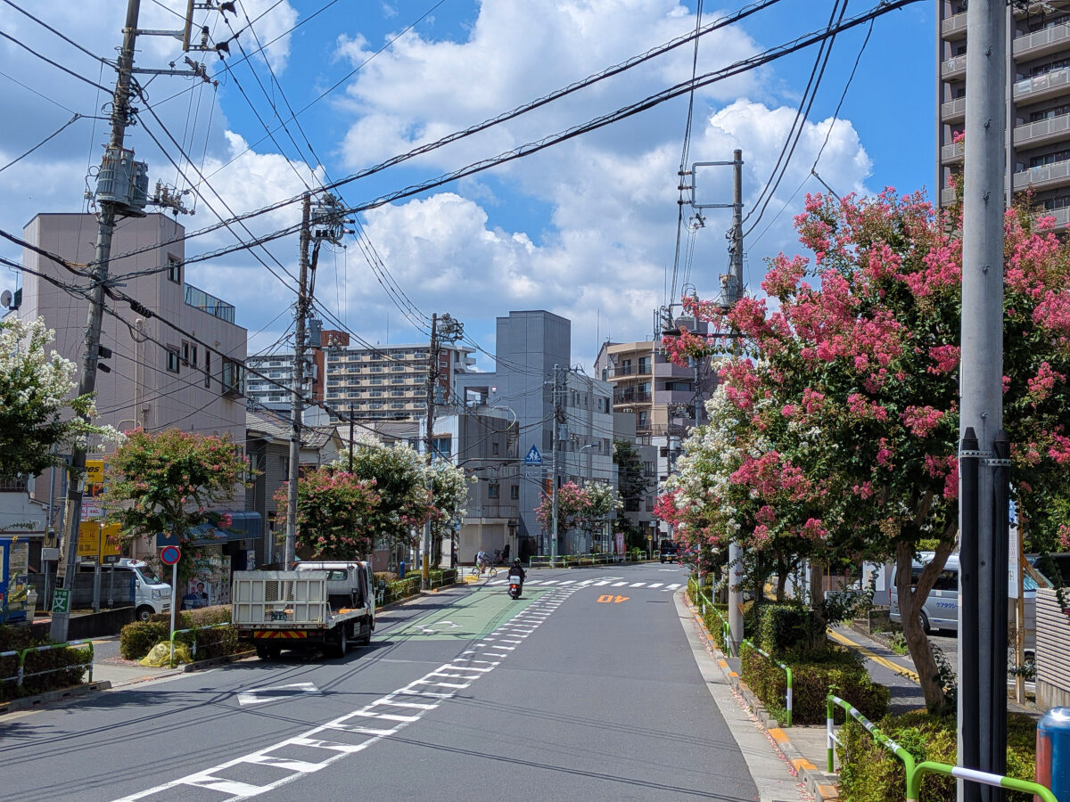 諏訪神社付近の赤羽並木通りの百日紅