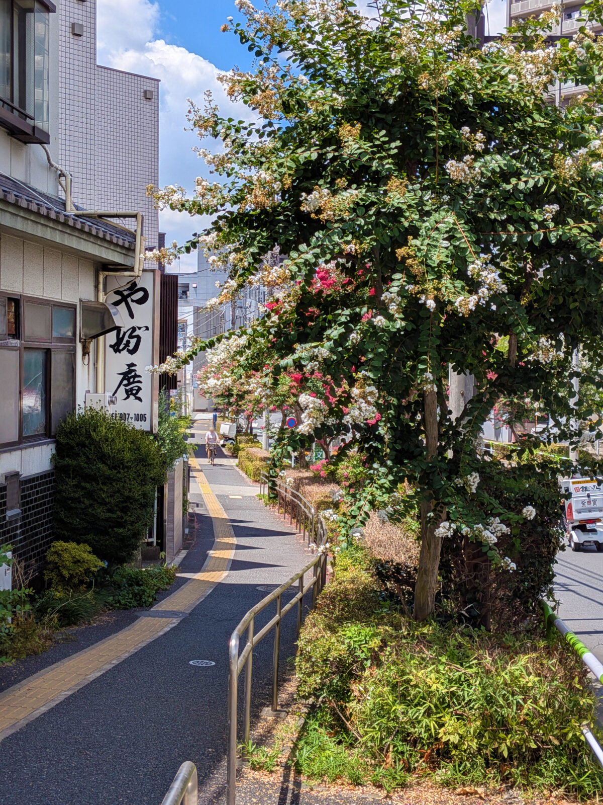 諏訪神社付近の赤羽並木通りの百日紅