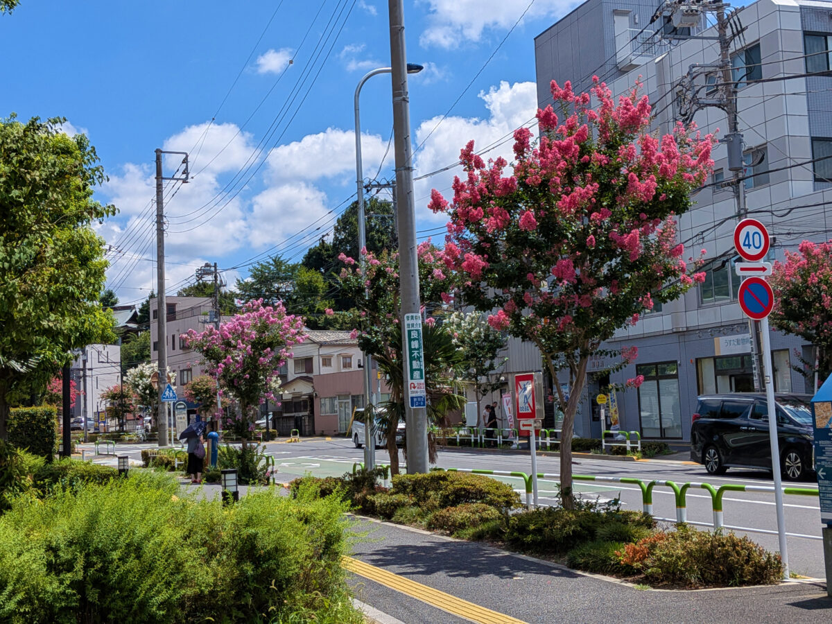 諏訪神社付近の赤羽並木通りの百日紅
