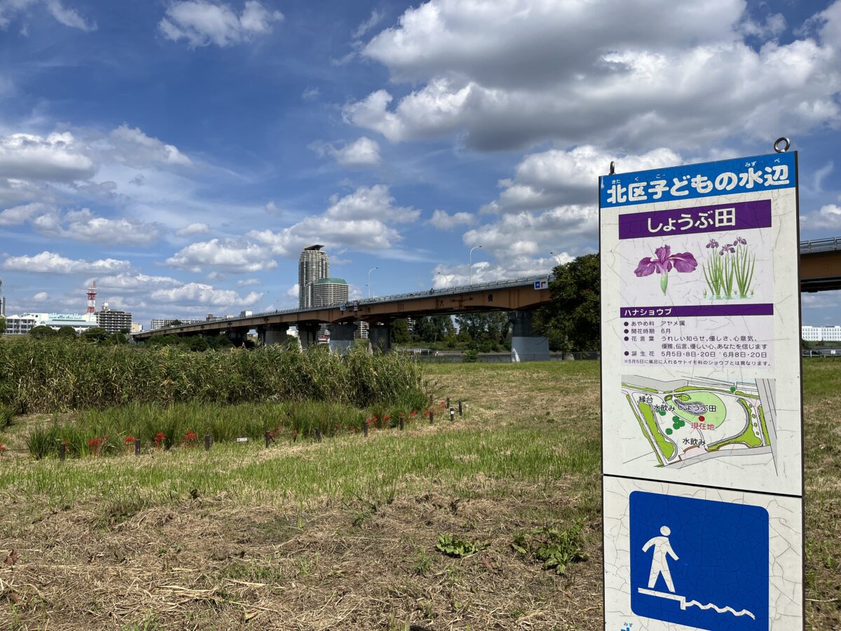 荒川 土手 彼岸花