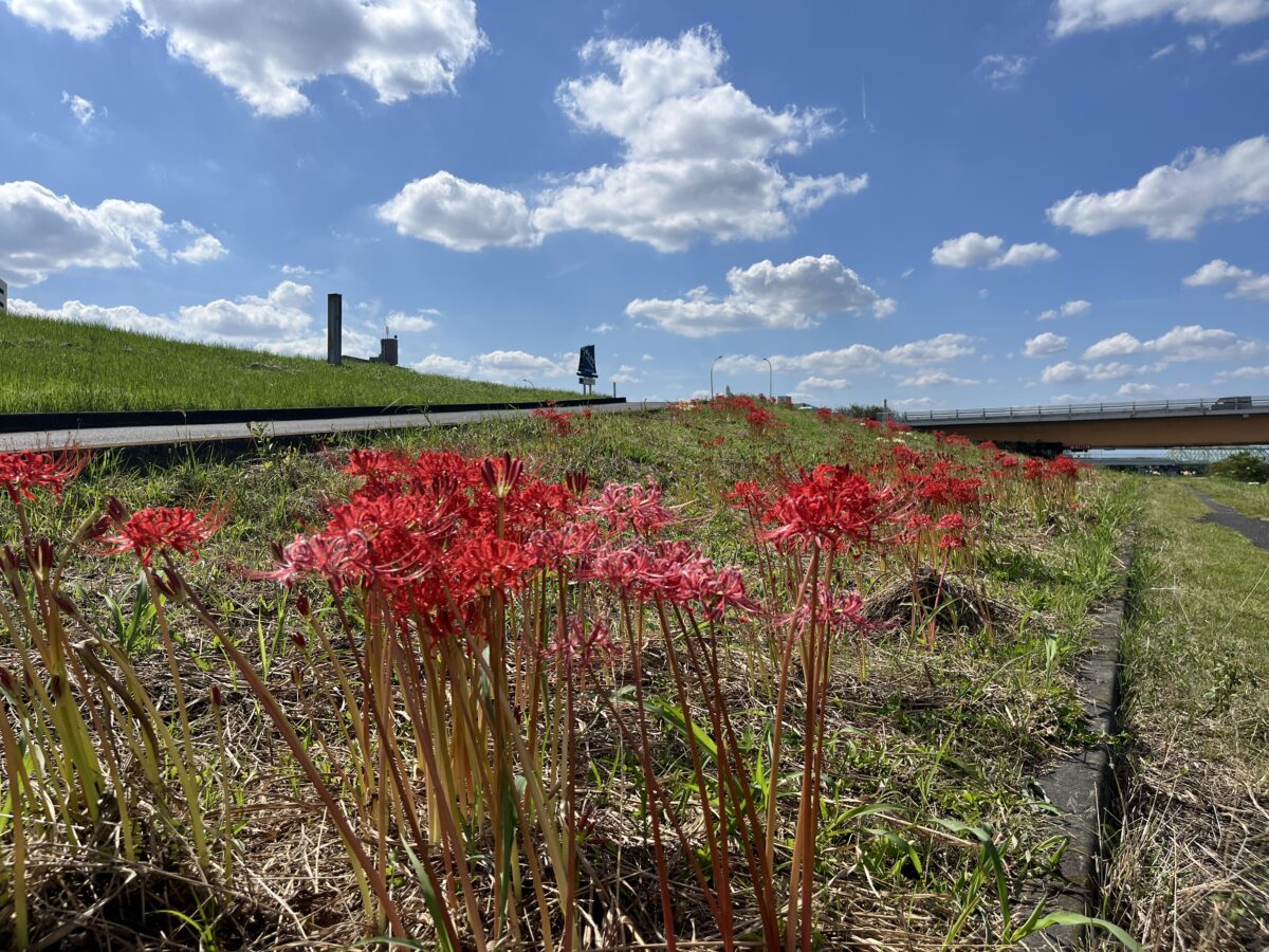 荒川 土手 彼岸花