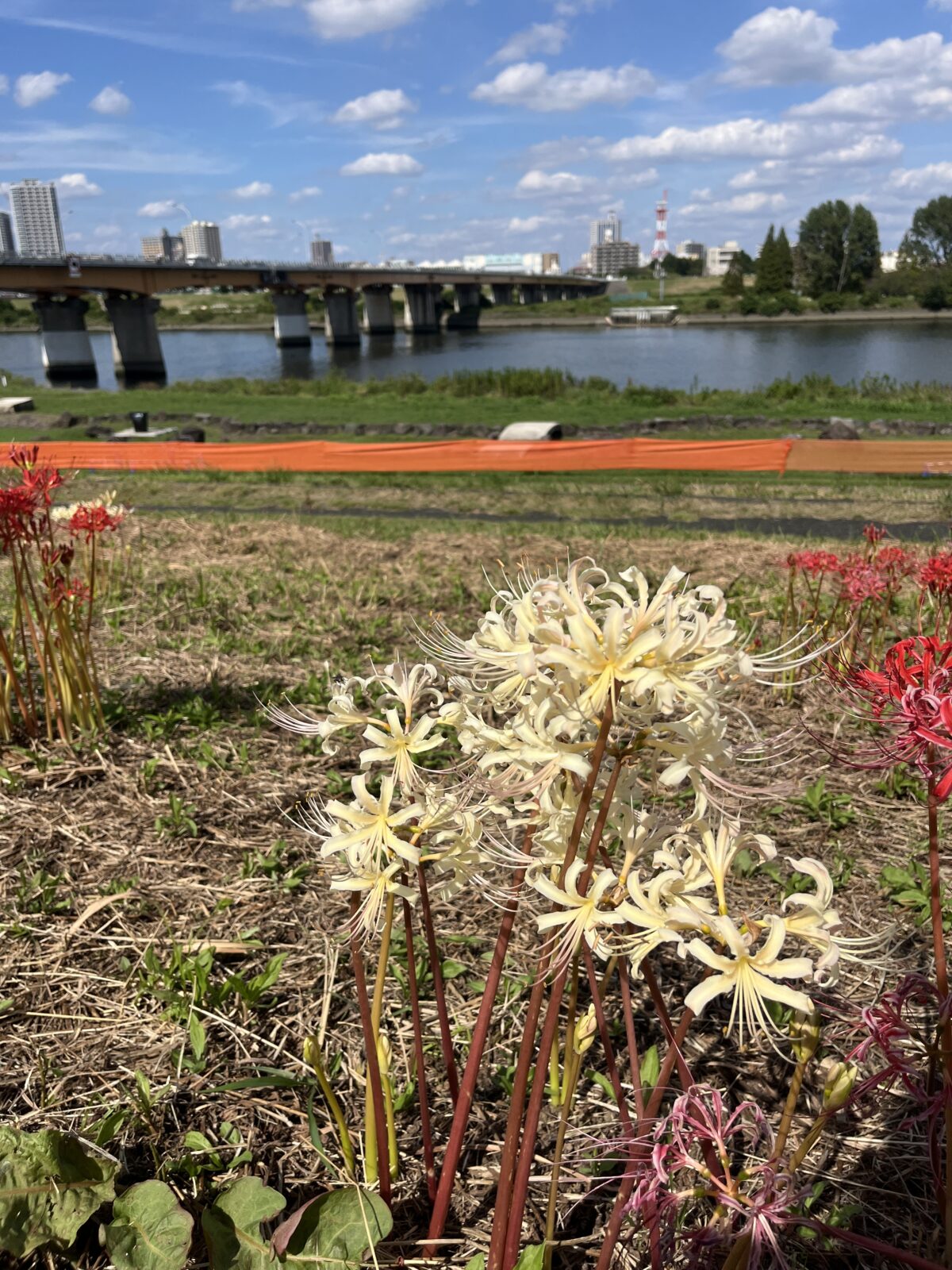 荒川 土手 彼岸花