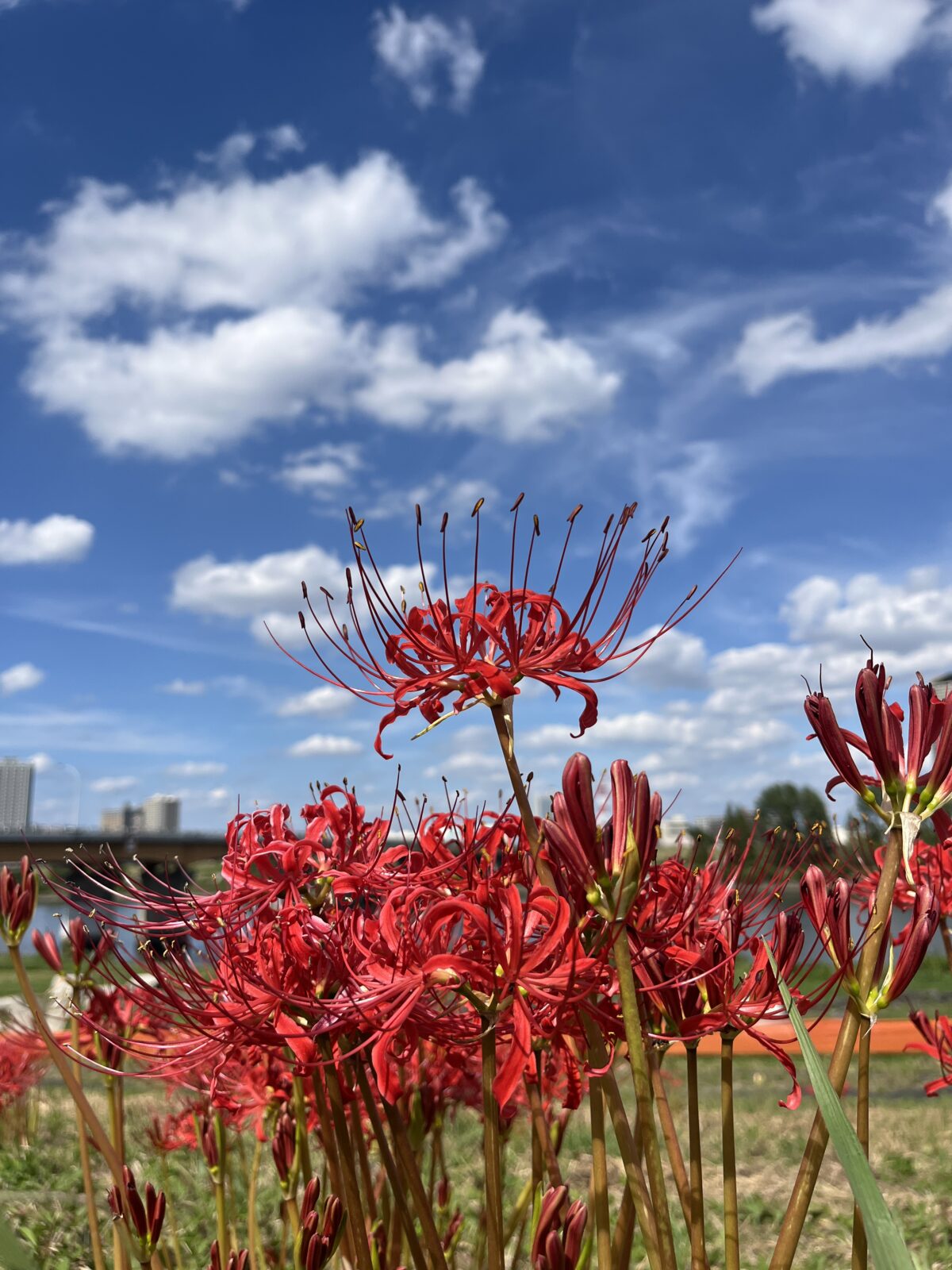 荒川 土手 彼岸花