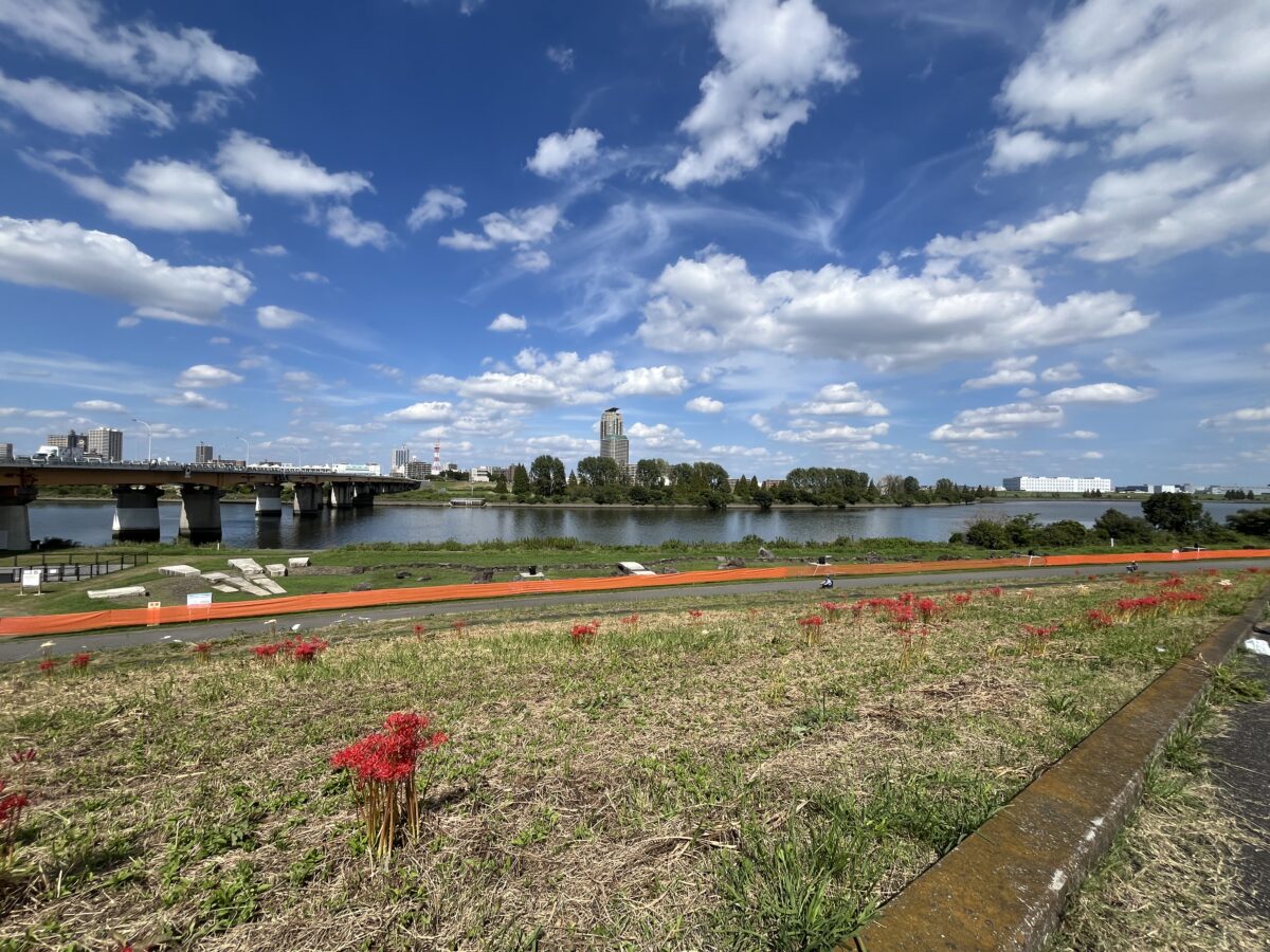 荒川 土手 彼岸花