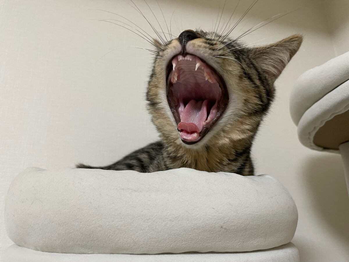 赤マガペット