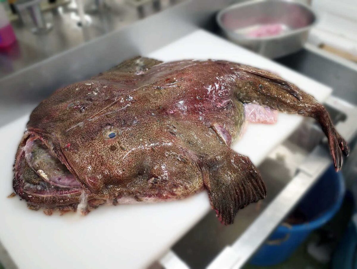 角上魚類、冬の味覚「あんこう」始動