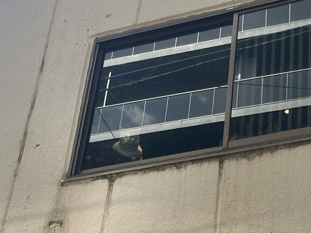 十条 にゃんこ亭