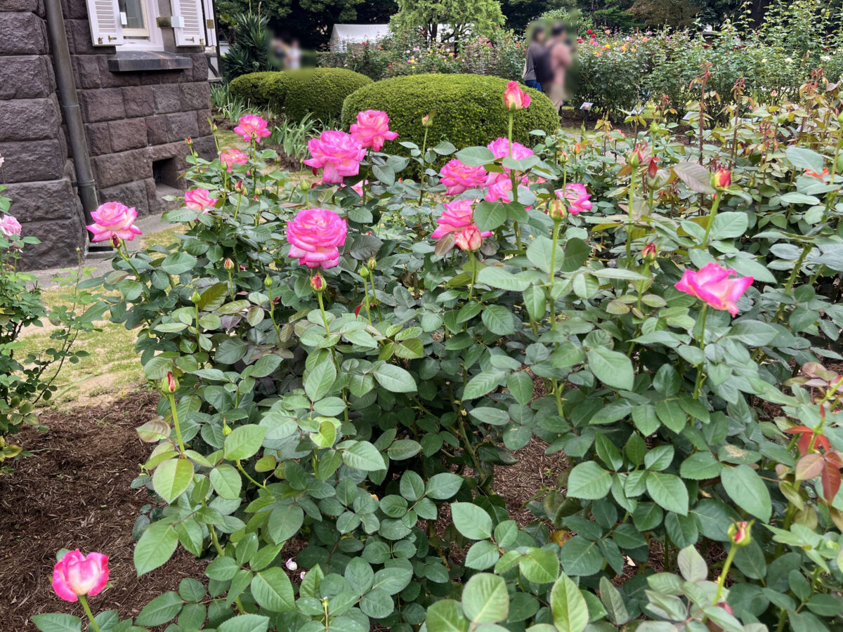 西ヶ原 旧古河庭園