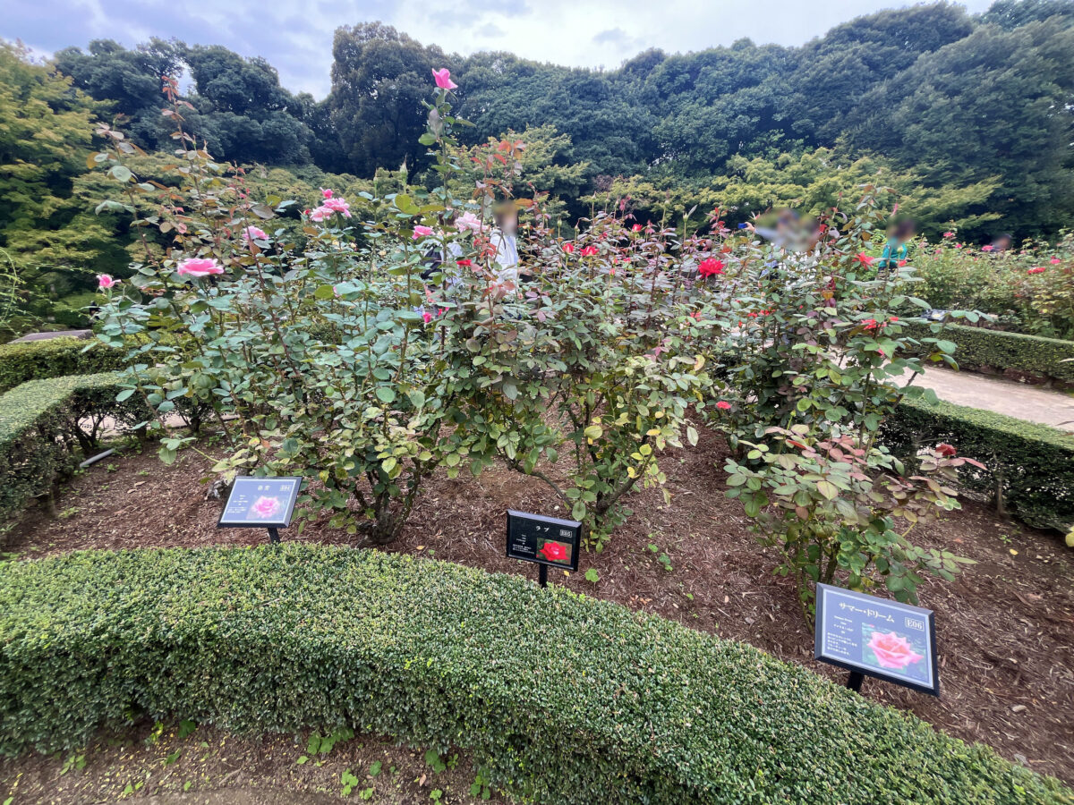 西ヶ原 旧古河庭園