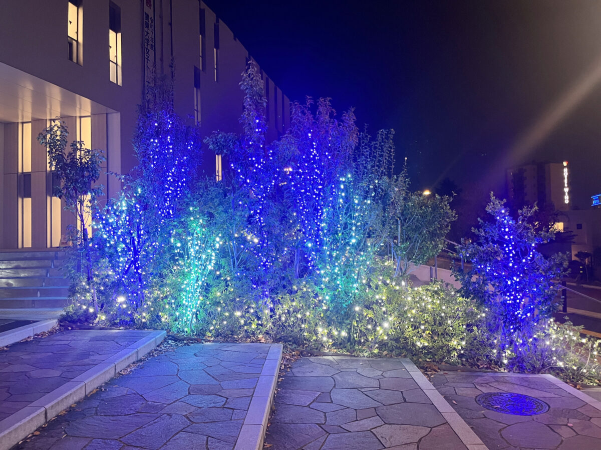 東洋大学 イルミネーション