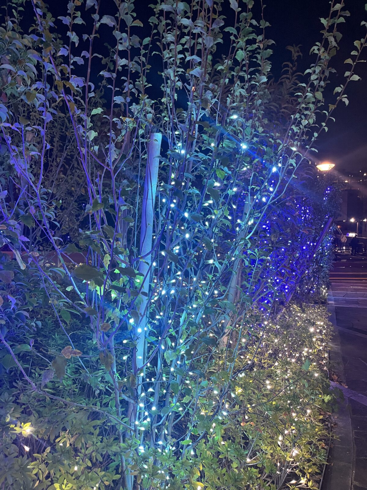 東洋大学 イルミネーション