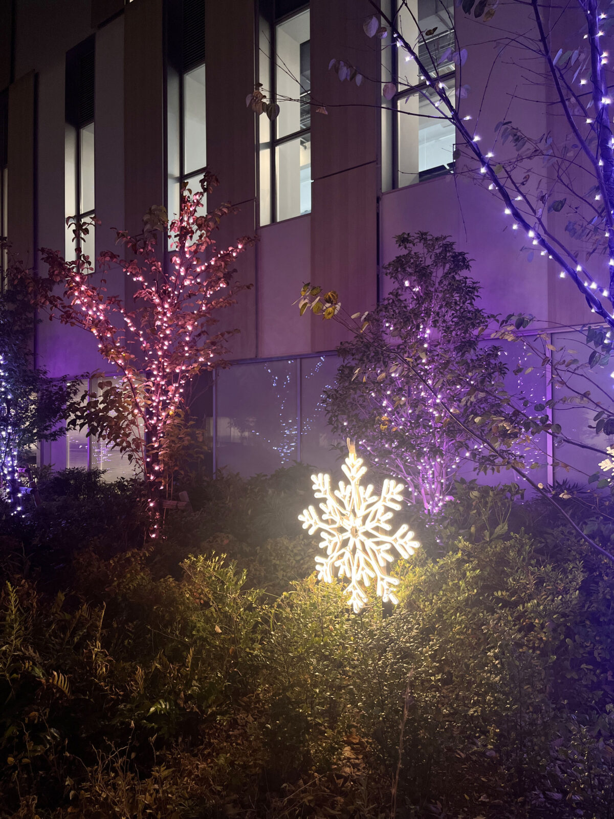 東洋大学 イルミネーション