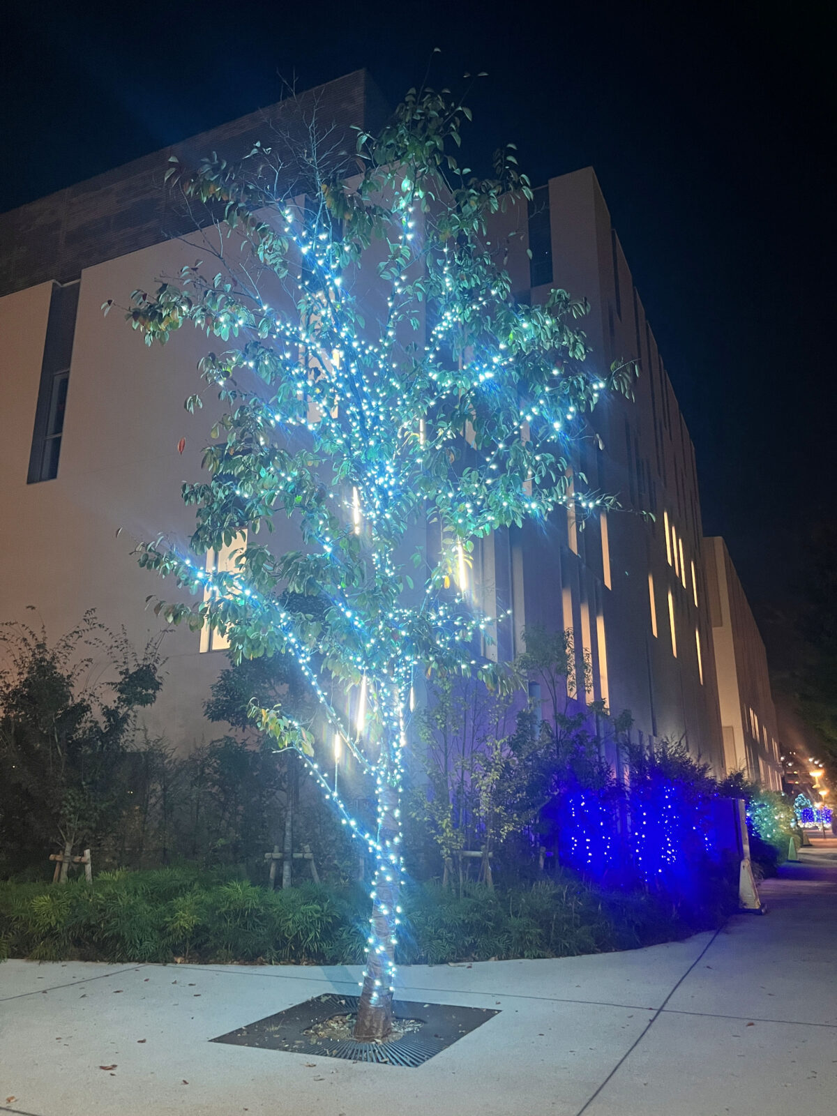 東洋大学 イルミネーション