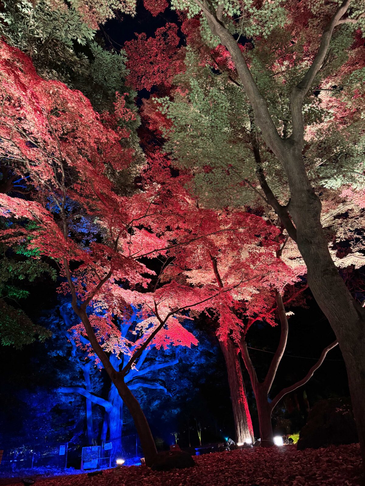 飛鳥山秋の紅葉ライトアップ〜ひかりに染まる秋夜〜