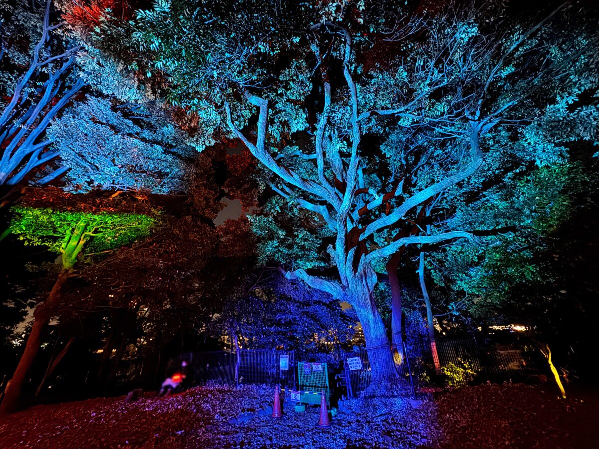 飛鳥山秋の紅葉ライトアップ〜ひかりに染まる秋夜〜