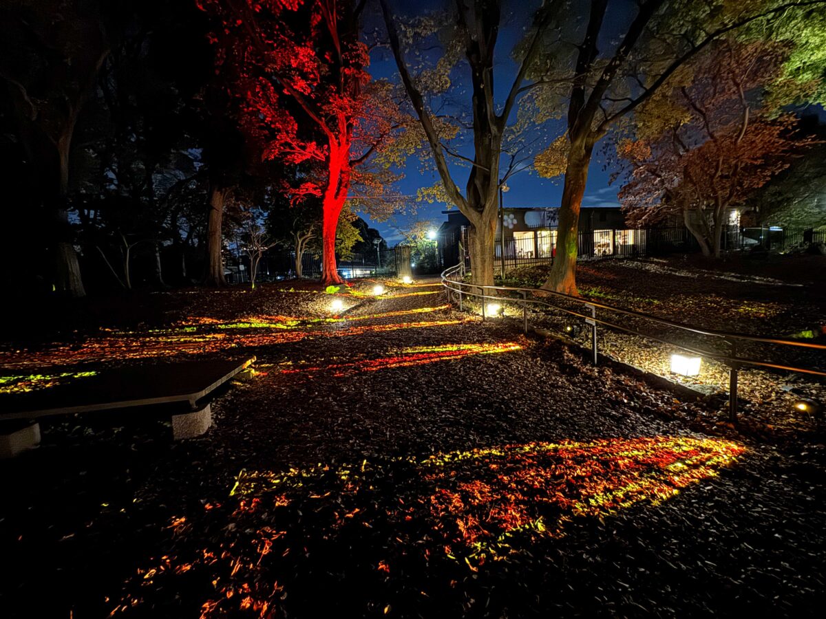 飛鳥山秋の紅葉ライトアップ〜ひかりに染まる秋夜〜