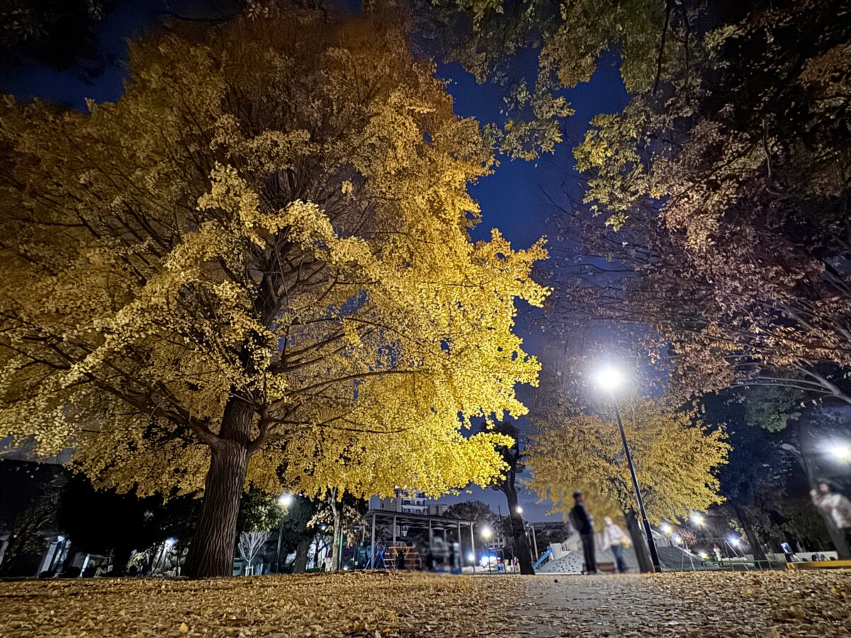飛鳥山秋の紅葉ライトアップ〜ひかりに染まる秋夜〜