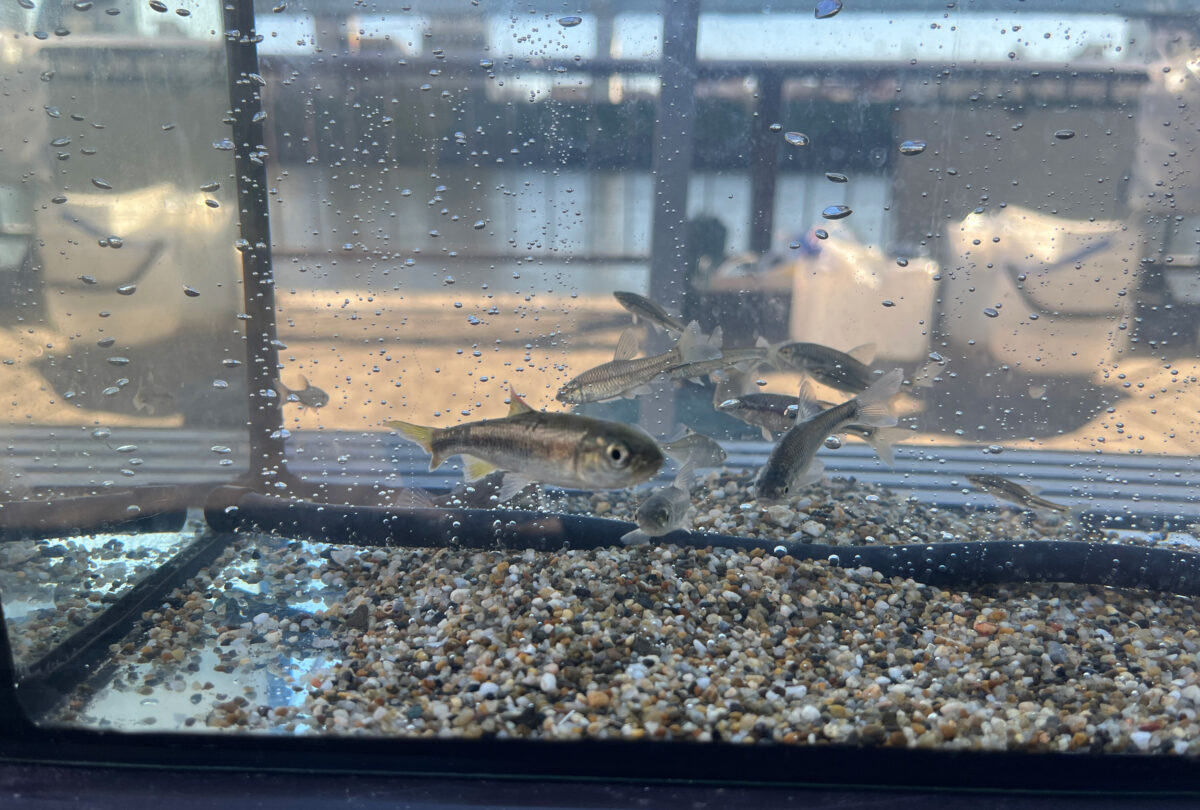 すみだがわオープンテラス2025